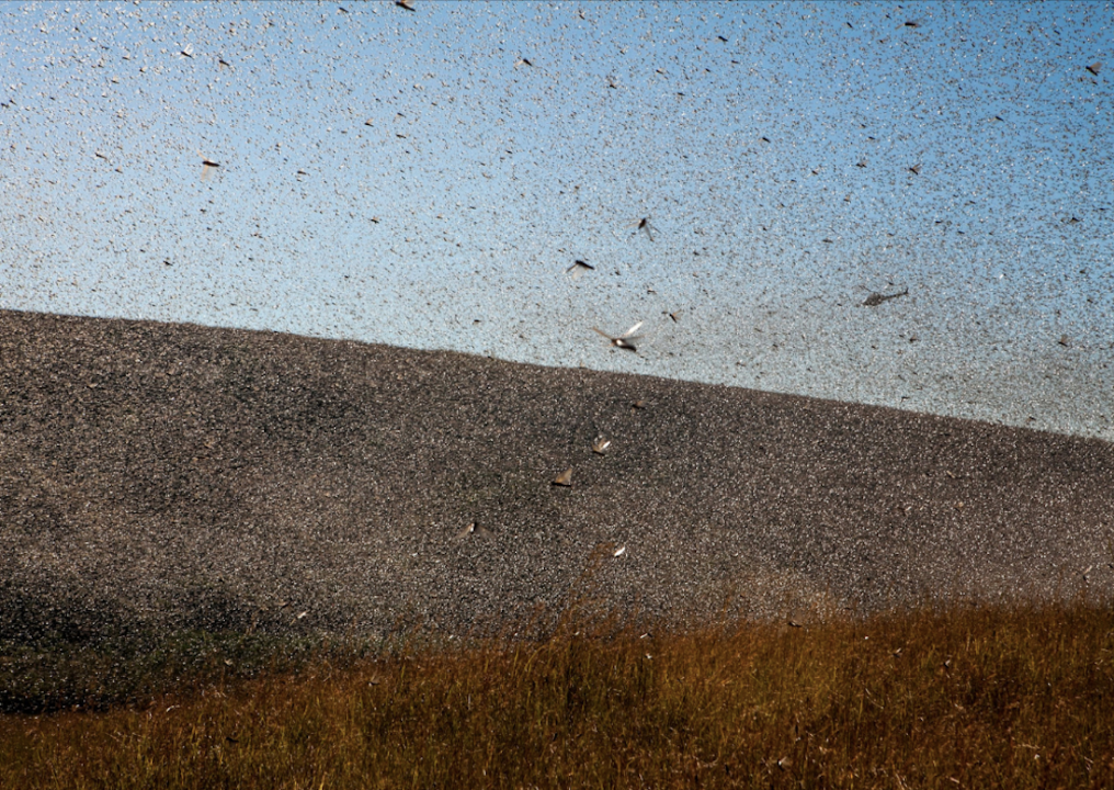 1874: Year of the Locusts